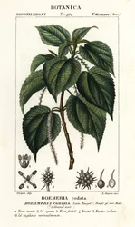 Ortiga falsa, Boehmeria caudata