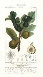 Higuera y fruto, Ficus carica