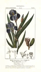 Florentine iris, Iris germanica var florentina