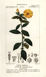 Lino francés, Linum trigynum