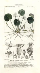 Frogbit, Hydrocharis morsus-ranae