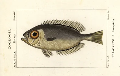 Ojo grande, Heteropriacanthus cruentatus