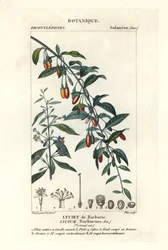 Baya de Goji, Lycium barbarum