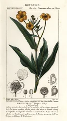 Ranunculus lingua, hierba de la India