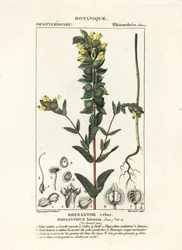 Cascabel amarillo mayor, Rhinanthus alectorolophus