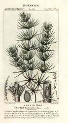 Algas verdes, Chara haitensis