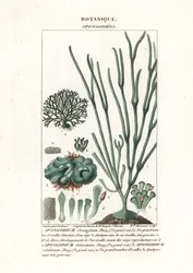 Algas verdes Especies de Spongodium