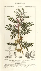 Guatemalan indigo, Indigofera suffruticosa