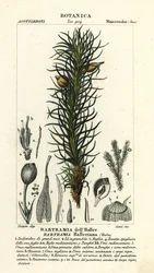 Musgo manzano de Haller, Bartramia halleriana