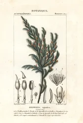 Musgo Hedwigia aquatica