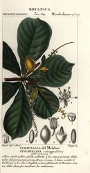 Almendra india, Terminalia catappa