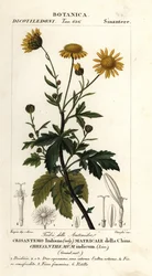 Crisantemo indio, Chrysanthemum indicum