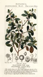 Ciruela de la India, Flacourtia indica