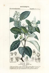 Sándalo indio, Santalum album, vulnerable