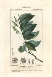Palo de hierro, Homalium racemosum
