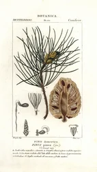 Pino piñonero italiano, Pinus pinea