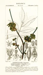 Pimienta de Japón, Chimonanthus praecox