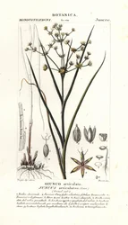Junco articulado, Juncus articulatus