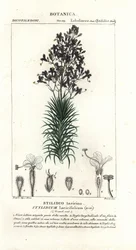Planta de hoja de alerce o de árbol, Stylidium laricifolium