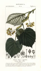 Tilo o tila, Tilia alba