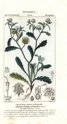 Señora gorgona, Acicarpha tribuloides