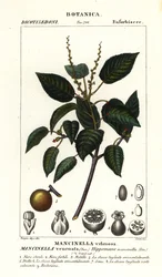 Manchineel o manzano de playa, Hippomane mancinella