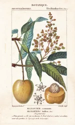 Fruta y sección del mango, Mangifera indica