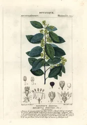 Espino cerval mediterráneo, Rhamnus alaternus