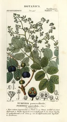 Turpinia occidentalis, madera de cordero