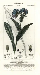 Pulmonaria de hoja estrecha, Pulmonaria angustifolia