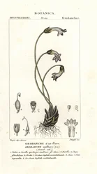 Escoba de una flor, Orobanche uniflora