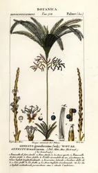 Palmera, Geonoma maxima