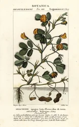 Cacahuete o maní, Arachis hypogaea