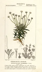 Hierba de los pantanos, Paepalanthus dendroides