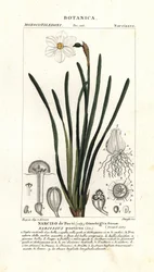 Narciso de poeta, Narcissus poeticus