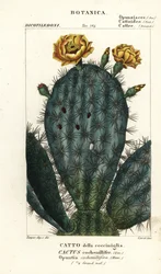 Higo chumbo, Nopalea cochenillifera