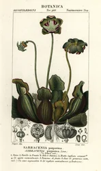 Planta de jarra púrpura, Sarracenia purpurea
