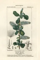 Sauce cabruno, Salix caprea