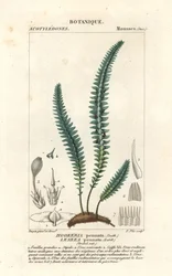 Musgo de la pluma o falso helecho, Cyathophorum bulbosum