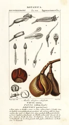 El bucardo rojo, Aesculus pavia