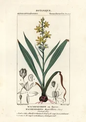 Raíz roja, Wachendorfia thyrsiflora