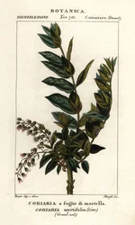 Árbol de Redoul, Coriaria myrtifolia