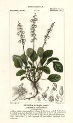 Gaulteria de hoja redonda, Pyrola rotundifolia