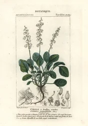 Gaulteria de hoja redonda, Pyrola rotundifolia