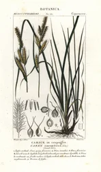 Junco, Carex caespitosa
