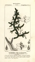 Helecho Selaginella jungermannioides