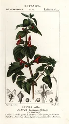 Salvia de hojas brillantes, Salvia formosa