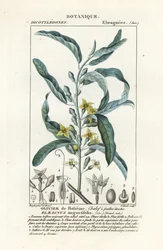 Baya de plata u oleaster, Elaeagnus angustifolia