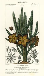 Flor de estrella de mar o planta carroñera, Stapelia hirsuta