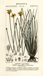 Ojo amarillo alto, Xyris operculata